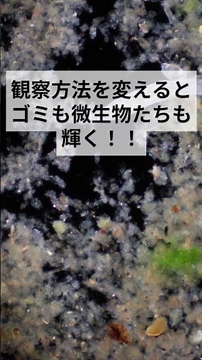 水槽の汚れを顕微鏡で見ると…#shorts #顕微鏡 #microscope #アクアリウム #プランクトン #plankton