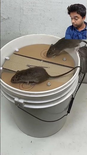 Genius Rat Trap Using Just a Bucket?! 🪤🐭