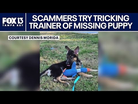 Florida couple almost scammed over missing puppy