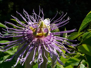 The Bartrams and Pennsylvania Native Wildflowers