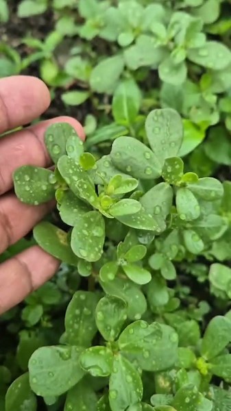 Purslane that many people throw away without knowing 🌿