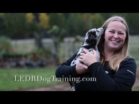 Australian Koolie/ German Coolie 8 Week Training Video "Whip"