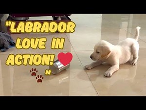 "Cute Labrador Puppy Playing at Home with Toys – Must-See Puppy Video!"