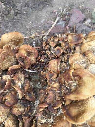 Parking lot mushroom find, please help me ID! #mushroom om