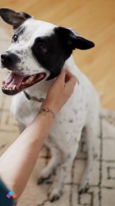 47 reactions | New to VCA? Save 35%* on everything your pet needs to look and feel their best. Shop now at shopmyvca.com and use promo code: NEW35. | VCA Animal Hospitals | Facebook