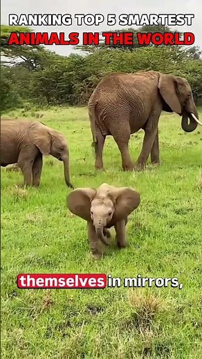 Top 5 Smartest Animals in the World 🧠😳 #usa #ranking