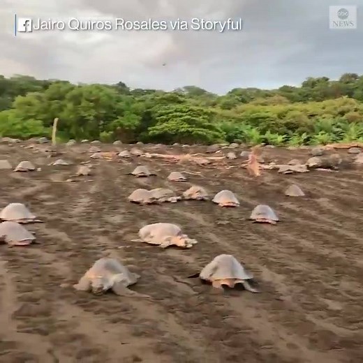 4.3M views · 180K reactions | Hundreds of olive ridley sea turtles began their synchronized nesting, as they made their way up the beach to lay eggs in Costa Rica. (via ABC) | 4 News Now | Facebook