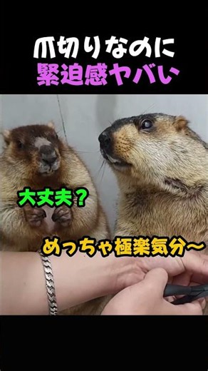 [God-tier] Marmot shaking with fear over nail clipping lol