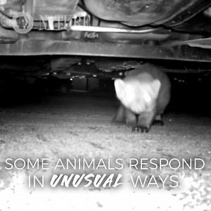 138K views · 212 reactions | Survival, AT ANY COST. | Nature | PBS | Facebook