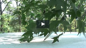 tim knowles - Tim Knowles "Tree Drawing - Acer Olivaceum #1," 2011