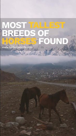 Most Tallest Breeds of Horses Found 🐴📏