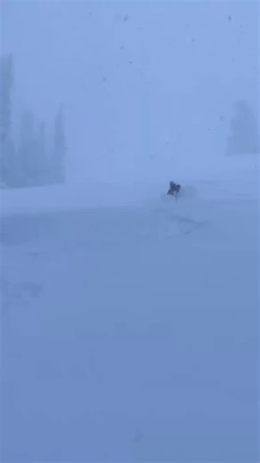 Teton powder days hit different. When the snow stacks up, you can count on @ty.guarino being out there dropping the knee and making the most of every turn. #telemarkskiing #telemark #teleskiing #powderday #voilemfg | Voile