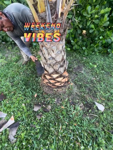 Happy Saturday, Have a great weekend!! We offer Deliver and installation with a full warranty 7 days a week!!🌴 We have amazing quality trees, landscape lights, pavers, and artificial turf installation in Florida. If you’re looking for the best, give us a call!! 💚561 929 5146💚 @artificialturfguyfl #palmbeachluxury #palmbeach #delraybeach #miamiluxury | The Palm Guy