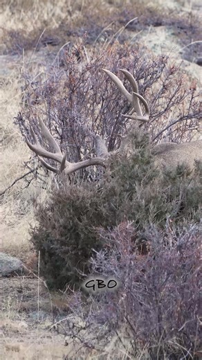 587K views · 11K reactions | A giant, mountain mule deer mauls this poor juniper bush! | Good Bull Outdoors | Facebook