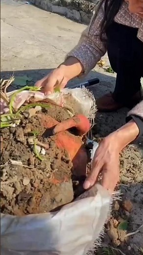 Techniques for growing waxy potatoes in sacks