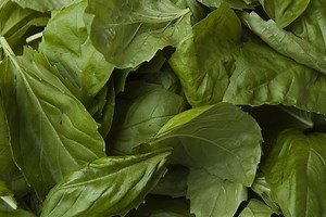 Basil Oil: The Health and Aromatherapy Benefits of Basil Essential Oil