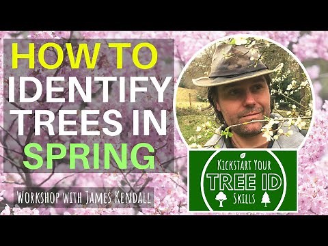 How To Identify Trees in Spring (online workshop)