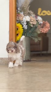 Cockapoo Merle🇵🇷🦾 | Doodle Puppies PR