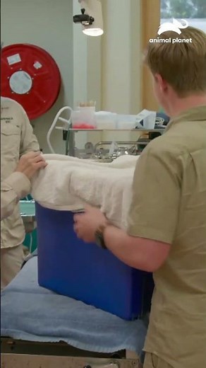 Robert rescues a crocodile and the team must check that it is healthy