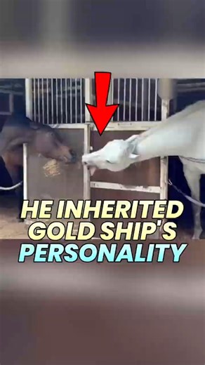 Gold Ship's Offspring Inherits His Goofy #umamusume