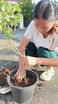 How to choose soil for roses? Choose soil specifically for roses. #roses #rosesoil #plantingsoil ...