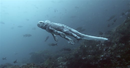 AMA with “Spy in the Ocean” Filmmakers