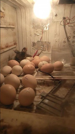 21 Days Egg Hatching Process in Incubator | Baby Chick Hatching”