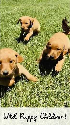 3 Wild & Crazy Fox Red Lab Puppies!