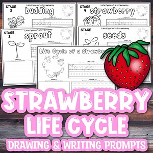 10 Stages in the Strawberry Life Cycle (Free Printable)