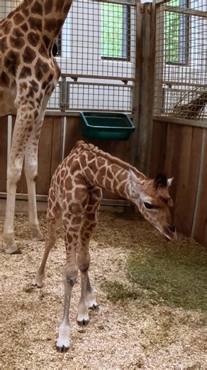 Giraffe im Burgers’ Zoo bekommt erstmals Nachwuchs 🦒🎉 Mutter und Jungtier verbringen die nächsten Wochen in einem speziellen Gehege neben der Savanne, wo sie sich in Ruhe aneinander gewöhnen können. Nachts sind sie gemeinsam im Stall, vorerst noch in einer eigenen Box. Sobald das Kleine groß und stark genug ist, darf es die anderen Savannenbewohner kennenlernen. | Königlicher Burgers' Zoo