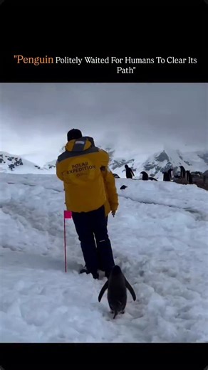 Highlights The Brief on Instagram: "A penguin calmly waits as humans block its path, showing a behavior that feels polite but is actually rooted in survival instincts and social awareness. Penguins are not aggressive by nature; they rely on group movement, routine paths, and energy conservation to survive in harsh environments. When faced with an unfamiliar obstacle-like people standing in the way-a penguin will often stop and observe instead of panicking or forcing its way through. This waiting