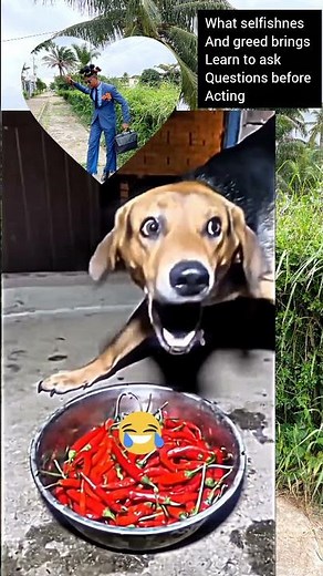 examples of how Pig and Dog eat pepper 🌶️😋 and their reactions