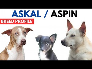 Askal Breed Profile History - Price - Traits - Askal Aspin Grooming Needs - Lifespan