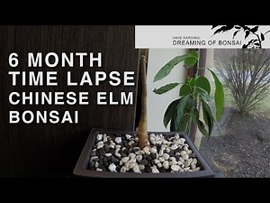 6 Month Time Lapse of Chinese Elm Bonsai Tree, June 2023
