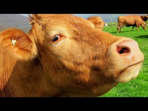 Cows Mooing Loudly | Cows Mooing Loud With Each Others Inside The Dairy Farm