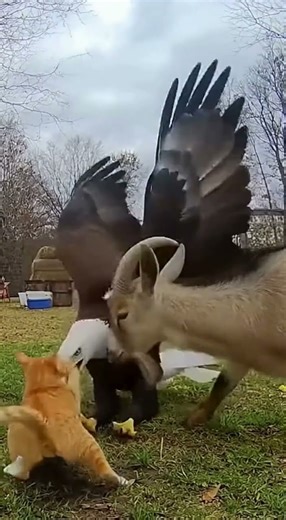Hero Goat Saves Cat from Eagle Attack 🐐🐱 Incredible Ring Footage #short