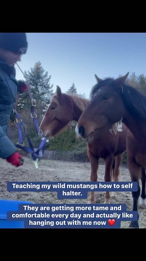 An update on my girls, teaching the self halter: session 1! A longer update will be coming to YouTube over the next few days.Juniper (left, chestnut) has gotten really good at this even within one session. Mesa is quite good too but I think it’s harder for her because she appears to have some minor vision loss in her left eye. Teaching them the hand target really helped with introducing a halter. They’re often more afraid of me if I have something in my hand, I think they assume they’re going to