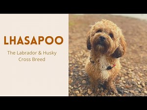 Lhasapoo - The Amazing mix of Lhasa Apso and a Poodle or Miniature Poodle