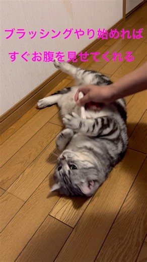 Why does she kick my arm with her feet even though she loves being brushed? #AmericanShorthair #A...