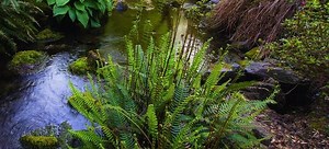 How to Make a Bog Garden | DoItYourself.com