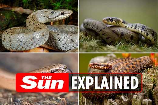 What snakes are there in the UK and are they venomous?