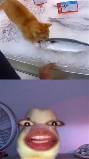 Cat stealing a fish | urbby.ken