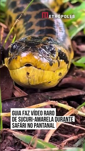 Registro raro de Sucuri-Amarela no Pantanal emociona guia