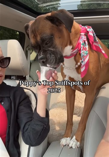 Can't wait to see what 2026 brings! @Sniffspot 🍃🐾🥰 Don't forget to use code PRINCESSPOPPY_5OFF for $5 off of your first booking! Happy sniffing 🐾