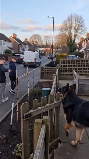 GSD Goes Into Protection Mode When Strangers Get Too Close