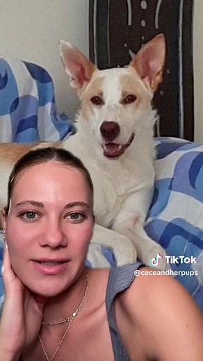 They’re all cute but not quite Yuki cute lol 💕 #dogmom #dogowner #dog #pets #petowner #doglover #petlover #dogsoftiktok #funnydogs #ratingdogs