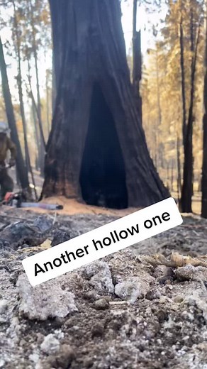 A whole lotta green up high #viral #fypシ゚viral #timber #burn #timberfaller #firehazards #cleanup #tree #wildlandfire #donttrythis #professionalfaller