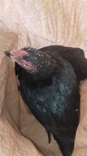 Java murga our Sindhi murgiyan For Sale