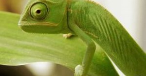 Cientistas desvendam segredo da mudança de cor dos camaleões