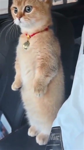 LET ME CHECK OUT THE TRAFFIC #cat #pets #funny #fun #cute #cutecat #happy